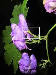 花弁にみえるのは萼片で、上萼片1個、側萼片2個、下萼片2個の5個で構成される。白色の四角形を右写真に拡大。