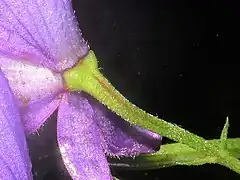 左の白色の四角形部分の拡大。花柄全体に下向きの屈毛が密生する。萼片の外面に屈毛が生える。