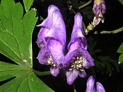 上萼片の前方の嘴は長くとがる。雄蕊は開出毛が生えるか無毛。