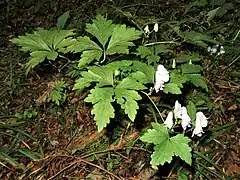 林内や林縁に生えるときは、茎は斜上し先端は垂れる。右は、この個体と同一のもの（福島県阿武隈山地、2018年9月下旬）。