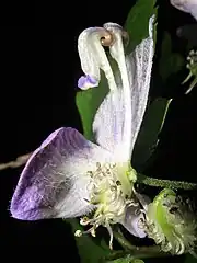 上萼片、片側の側萼片と下萼片を外した花の縦断面。花弁は1対あり、蜜を分泌する距は太く長く180度以上に屈曲する（福島県阿武隈山地、2021年10月中旬）。