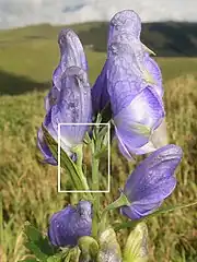 花弁にみえるのは萼片で、上萼片1個、側萼片2個、下萼片2個の5個で構成される。かぶと状になる上萼片は僧帽形になり、前方の嘴は長くとがる。白色の四角形を右写真に拡大。