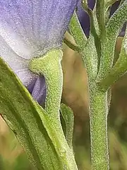 左の白色の四角形の拡大。花柄の全体に屈毛が生え、上萼片の外面にも屈毛が生える。