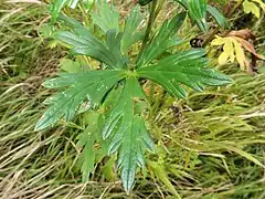 葉は三深裂し、側裂片はさらに2深裂し、葉の表面に光沢がある。