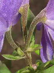 花柄と萼片の外面に屈毛が生える。