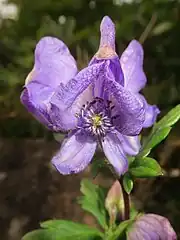 雄蕊は多数あり無毛。雌蕊は3-5個ありふつう無毛。