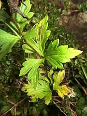 茎葉はふつう3全裂する。