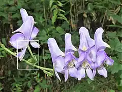 花弁にみえるのは萼片で、上萼片1個、側萼片2個、下萼片2個の5個で構成される。かぶと状になる上萼片は背の高い円錐形から僧帽形になり、前方の嘴は長くとがる。白色の四角形を右写真に拡大。