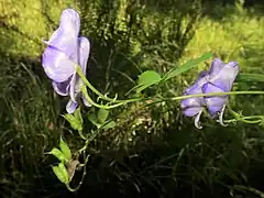 茎の上部がつる状になる。