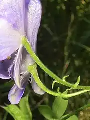 左の花柄部分の拡大。花柄に下向きの屈毛が密生する。