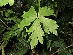 茎の下部の葉。