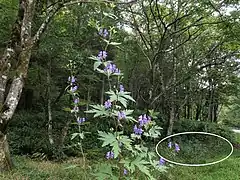 右奥の楕円内に茎が斜上する個体群が見える。