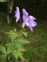 1花序あたり下部から上部に向かって開花する。