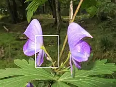 花弁にみえるのは萼片で、上萼片1個、側萼片2個、下萼片2個の5個で構成される。上萼片の前方の嘴は短い。白色の四角形を右写真に拡大。