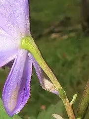 左の白色の四角形部分の拡大。花柄と上萼片の外面は無毛。