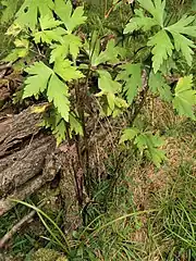 根出葉は花時には枯れて存在しない。