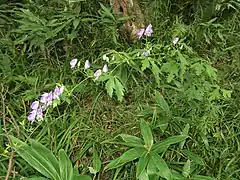 林縁で茎が斜上して先端は垂れる個体。