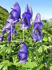 花弁にみえるのは萼片で、上萼片1個、側萼片2個、下萼片2個の5個で構成される。上萼片の前方の嘴は長くとがる。白色の四角形を右写真に拡大。