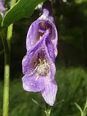 雄蕊は開出毛が生え、雌蕊は無毛ときに屈毛または斜上毛が生える。