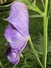 かぶと状になる上萼片は僧帽形から円錐形になり、前方の嘴は短くとがる。花柄に屈毛が密生する。