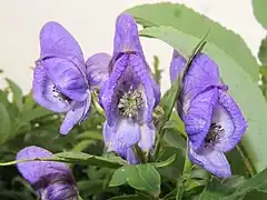 上萼片は僧帽状になり、前方の嘴は細く伸びる。ふつう雄蕊と雌蕊に毛が生える。