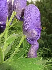花柄に屈毛が生える。