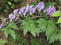 花は1花序に5-15個つき、上部から下部に向かって開花する。