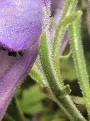 左の白色の四角形の拡大。花柄に開出毛と腺毛が生える。