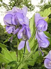 上萼片の奥に花弁の唇部が見える。雄蕊に開出毛が生える。