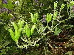 果実。