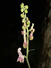 花は総状花序につき、下から上に咲く。花弁状の上萼片の先端が細まり、上部が後方に内曲する。花柄と上萼片に屈毛が生える。