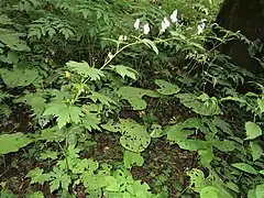 ふつう、茎は斜上して、上部で湾曲して先端は垂れ、中部ではよく分枝する。