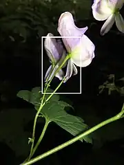 花弁にみえるのは萼片で、上萼片1個、側萼片2個、下萼片2個の5個で構成される。上萼片の前方の嘴は長くとがる。白色の四角形を右写真に拡大。