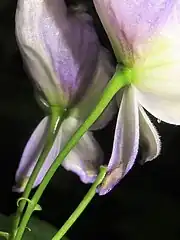 左の白色の四角形部分の拡大。花柄に毛はまったく無く、花柄の中部付近に苞がつく。萼片の外面は無毛。