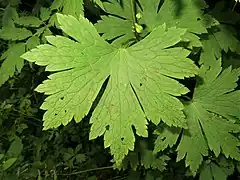 葉は掌状に5-7浅裂から中裂し、裂片は羽状に欠刻する。葉柄は無毛。