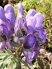 花弁にみえるのは萼片で、上萼片1個、側萼片2個、下萼片2個の5個で構成される。萼片の外面、内面、縁に開出毛が生える。雄蕊は多数あり、開出毛が密生する。日光白根山(2018年8月上旬)。