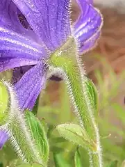 左の白色の四角形の拡大。花柄の全体に開出毛が生え、上部には腺毛が混じる。八ヶ岳(2022年8月上旬)