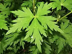 中部の茎葉の葉柄はふつう屈毛が生え、葉身は腎円形で、3つに中裂~深裂し、裂片はさらに羽状に深裂する。八ヶ岳(2022年8月上旬)