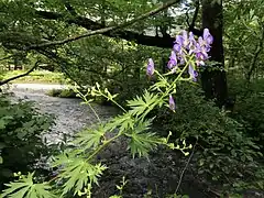 上高地（2022年7月中旬）