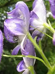 花柄に開出毛と腺毛が生える。