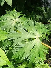 この個体の葉は3深裂している。