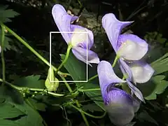 白色の四角形を右写真に拡大。
