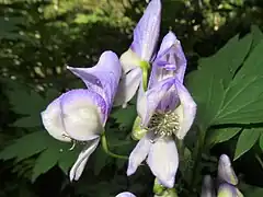 雄蕊は多数あり無毛。雌蕊は全面に開出毛が生えるが、この画像ではよく確認できない。