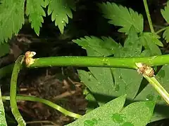 左の⇩印の拡大。