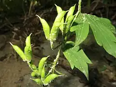 果実は袋果になり、全面に開出した短毛が生える。