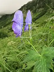 花弁にみえるのは萼片で、上萼片1個、側萼片2個、下萼片2個の5個で構成される。上萼片の前方の嘴は短くとがる。白色の四角形を右写真に拡大。