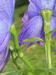 左の白色の四角形部分の拡大。花柄と上萼片の外面は無毛。