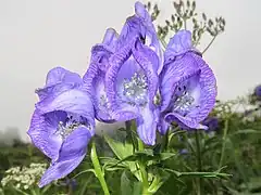 側萼片の内面に短い直毛と短毛が混じって生える。雄蕊は多数あってふつう無毛であるがときに開出毛が生える。