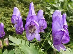 側萼片の内面に直毛が散生する。雄蕊に開出毛が密生する。