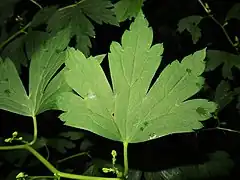 中部の茎葉は3つに浅裂～中裂して切れ込みが浅い。
